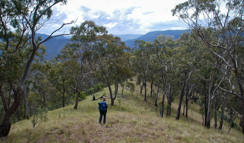 The Green Gully Track - Accommodation Directory 1