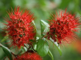 Hervey Bay Botanic Gardens - Accommodation Directory 2
