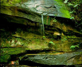 Strickland State Forest - Accommodation Directory 0