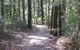 Strickland State Forest - thumb 2