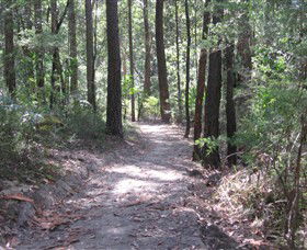 Strickland State Forest - Accommodation Directory 2