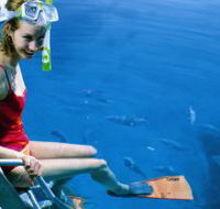 Roy Rufus Artificial Reef Dive Site - Accommodation Directory