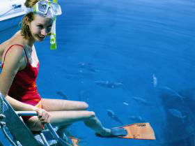 Roy Rufus Artificial Reef Dive Site - Accommodation Directory 0