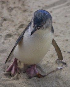 Penguin Island Boardwalks And Walk Trail - Accommodation Directory 0
