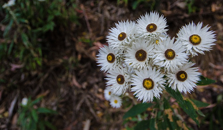 Banda Banda NSW Accommodation Directory