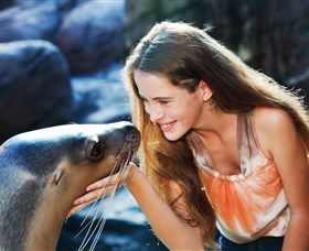 Sea Life Sunshine Coast - Accommodation Directory 1