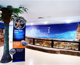 Sea Life Sunshine Coast - Accommodation Directory 2
