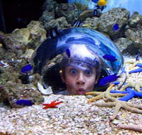 Sea Life Sunshine Coast - Accommodation Directory