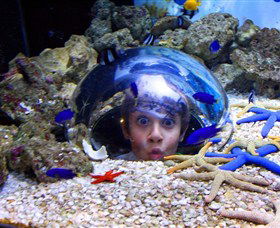Sea Life Sunshine Coast - Accommodation Directory 0