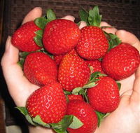 The Strawberry Farm - Accommodation Directory