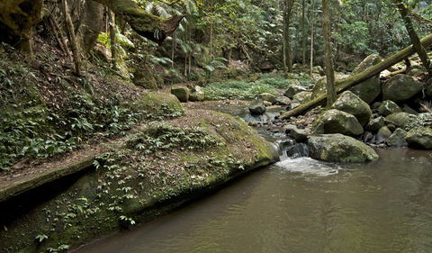 Booyong Walking Track - Accommodation Directory 1