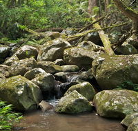 Booyong walking track - Accommodation Directory