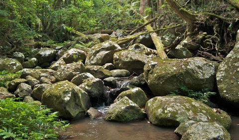 Booyong Walking Track - Accommodation Directory 0