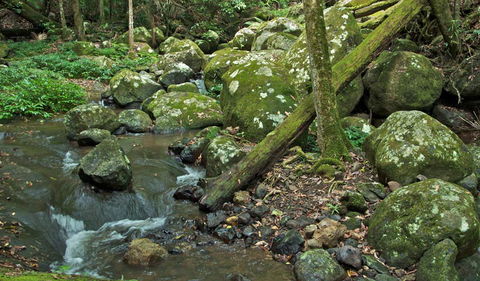 Booyong Walking Track - Accommodation Directory 2