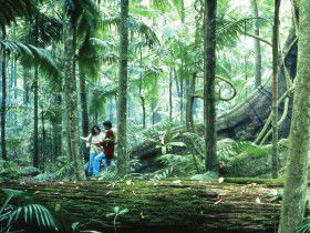 Binna Burra QLD Accommodation Directory