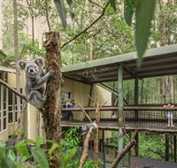Daisy Hill Koala Centre - Accommodation Directory