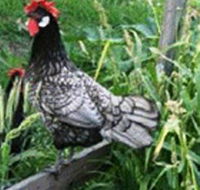 Merry Maidens Veggies - Accommodation Directory