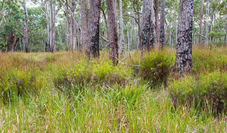 Lake Conjola NSW Accommodation Directory