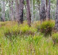 Narrawallee Inlet walking track - Accommodation Directory