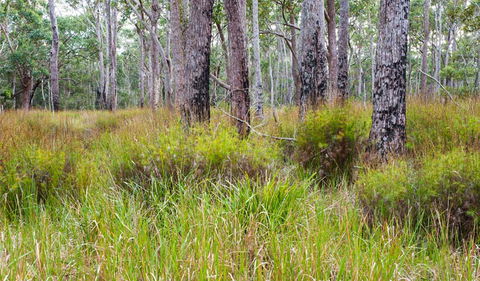 Narrawallee Inlet Walking Track - Accommodation Directory 0
