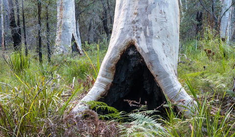 Narrawallee Inlet Walking Track - Accommodation Directory 2