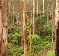Cycle Mogo State Forest - Accommodation Directory