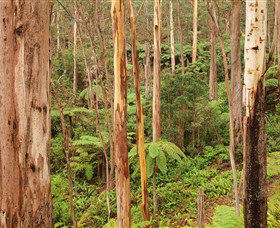 Cycle Mogo State Forest - Accommodation Directory 1