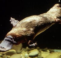 Platypus Pool - Accommodation Directory