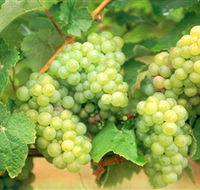 Red Tail Wines - Accommodation Directory