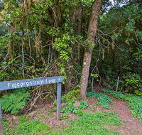Falcorostrum loop walking track - Accommodation Directory