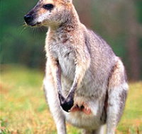 Venman Bushland National Park - Accommodation Directory