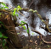 Mogo Bushwalk - Accommodation Directory