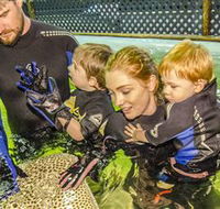 Irukandji Shark and Ray Encounters - Accommodation Directory