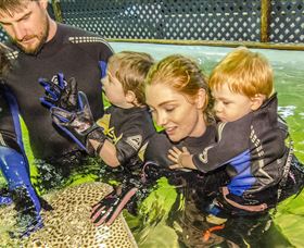 Irukandji Shark And Ray Encounters - Accommodation Directory 0