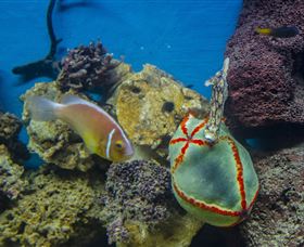 Irukandji Shark And Ray Encounters - Accommodation Directory 6