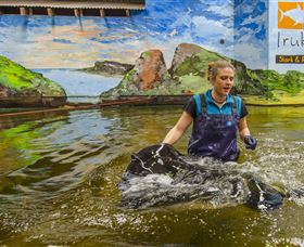 Irukandji Shark And Ray Encounters - Accommodation Directory 7