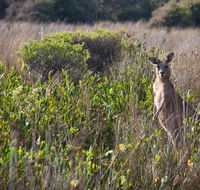 Murramarang Aboriginal Area walking track - Accommodation Directory