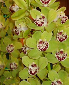 Tinonee Orchid Nursery - Accommodation Directory 1