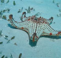 The Pines Dive Site - Accommodation Directory