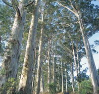 The Great Forest Trees Drive - Accommodation Directory