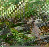 Wollumbin-Mount Warning National Park - Accommodation Directory