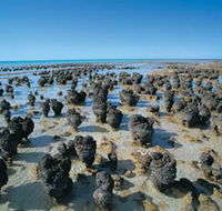Hamelin Pool Stromatolites - Accommodation Directory