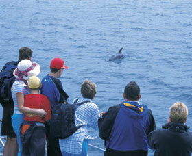 Dolphin Discovery Centre - Accommodation Directory 3