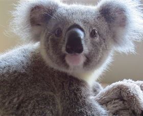 Koala Care Centre In Lismore - Accommodation Directory 0