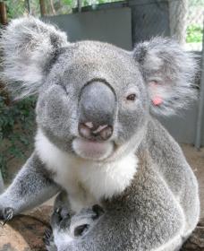 Koala Care Centre In Lismore - Accommodation Directory 1