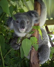 Koala Care Centre In Lismore - Accommodation Directory 2