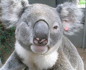 Koala Care Centre In Lismore - Accommodation Directory 3