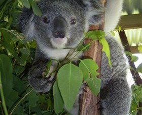 Koala Care Centre In Lismore - Accommodation Directory 4