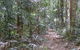 Big Scrub Loop Walking Track - thumb 0