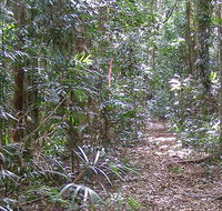 Big Scrub loop walking track - Accommodation Directory